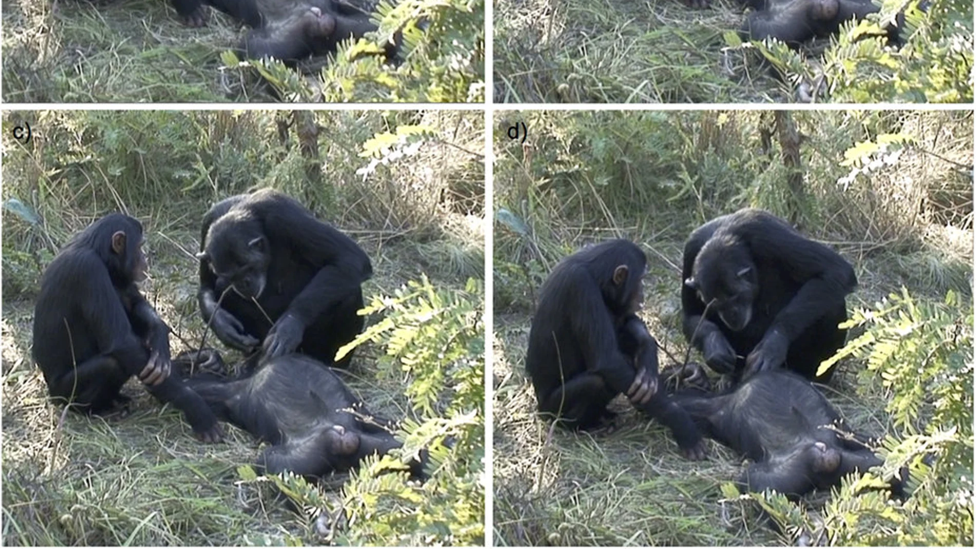 Dos chimpancés muestran duelo por otro fallecido Dos chimpancés muestran duelo por otro fallecido