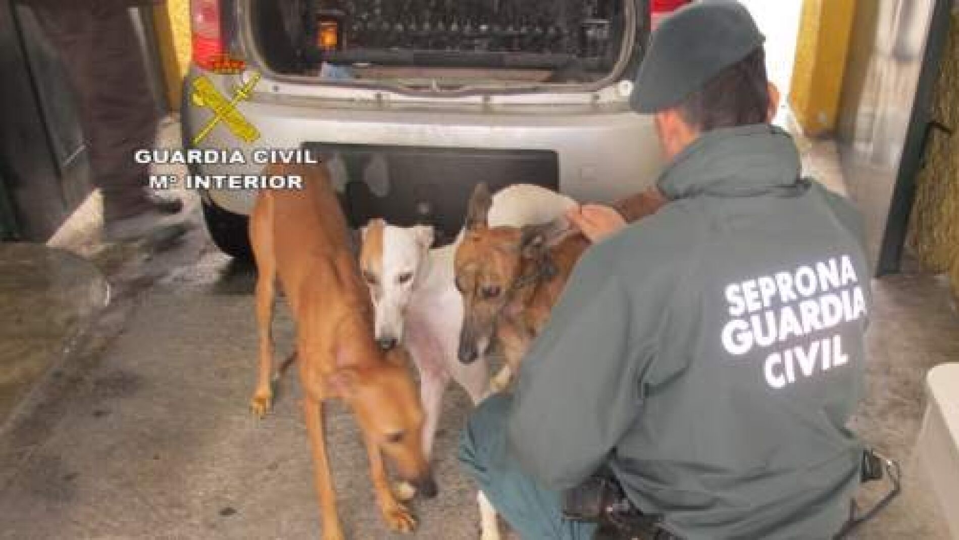 Condenan a seis meses de c&aacute;rcel a un hombre por cortar los rabos y las orejas de diez perros sin sedarlos
