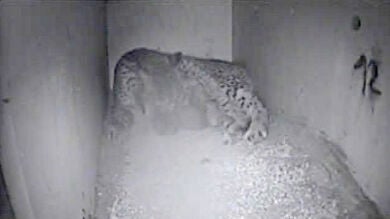 Nacen siete cachorros de lince ibérico en el centro jienense de La Olivilla