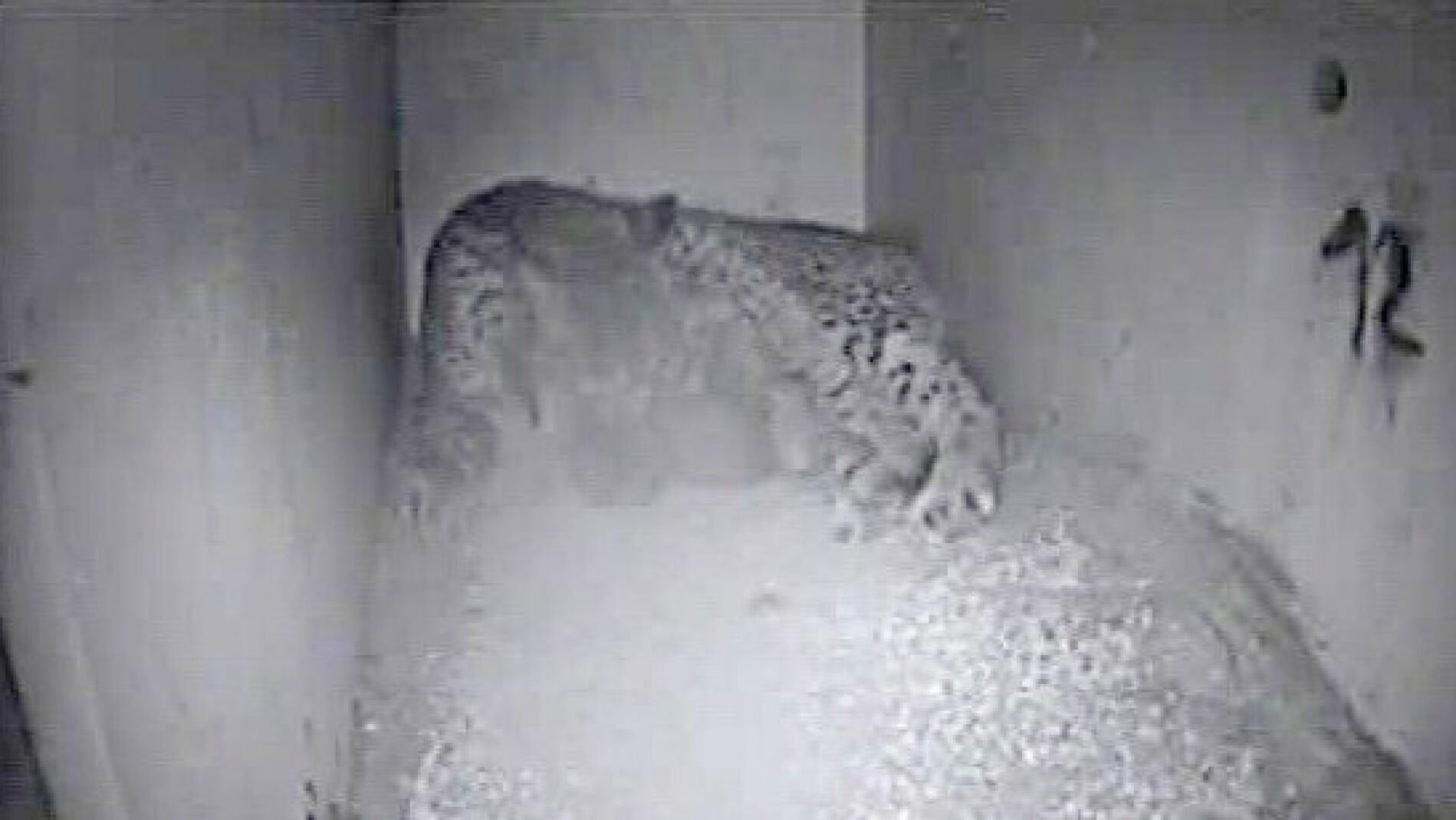 Cachorros de lince ib&eacute;rico nacidos esta temporada