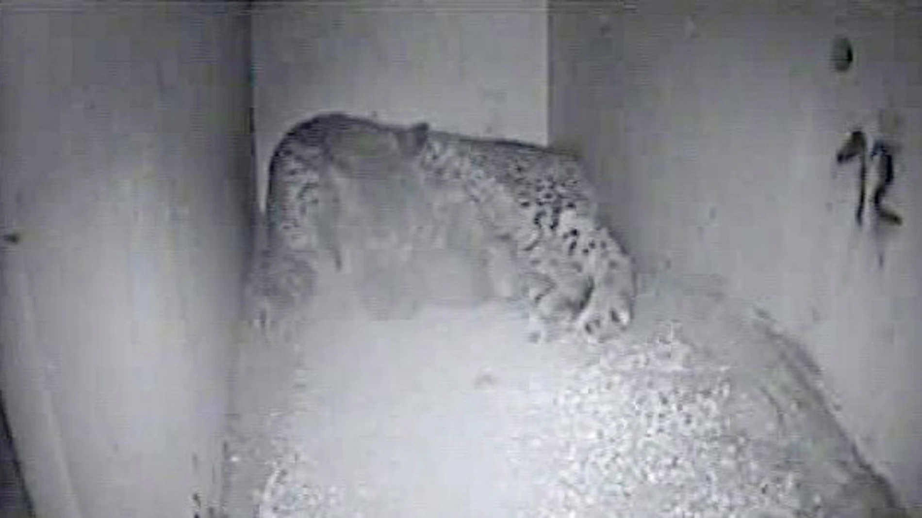 Cachorros de lince ibérico nacidos esta temporada Cachorros de lince ibérico nacidos esta temporada