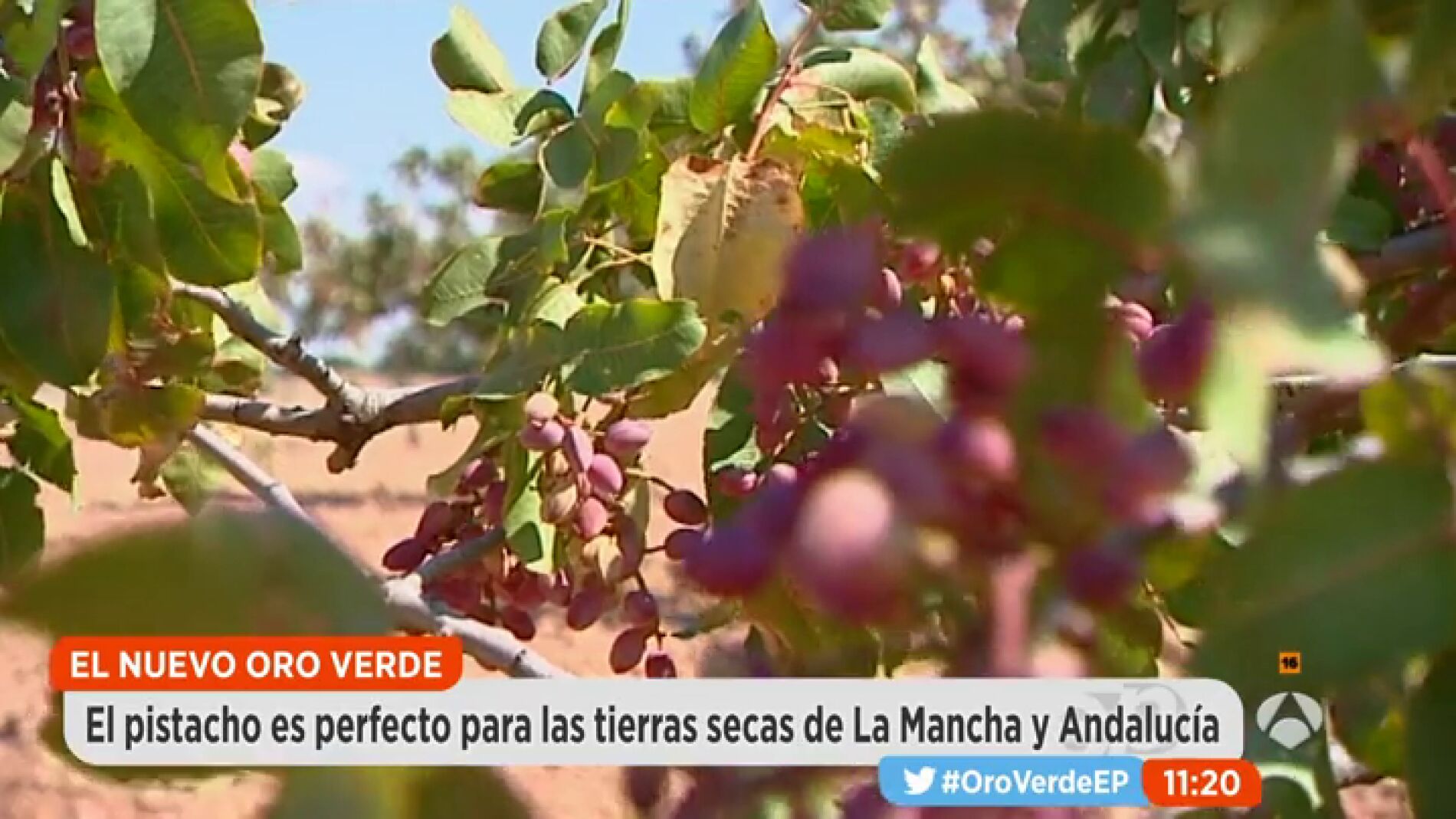 Frame 7.1817 de: Pistacho oro verde