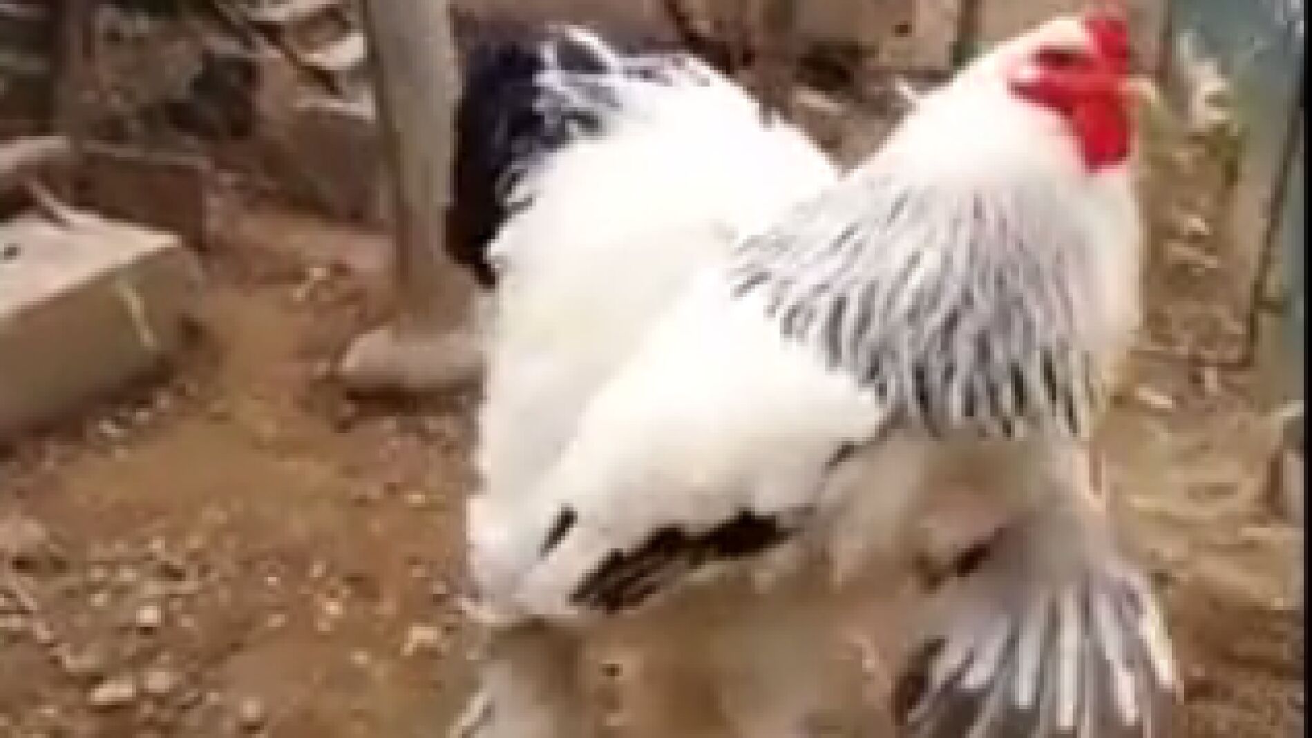 The Big Boss, el gallo gigante que revoluciona las redes 