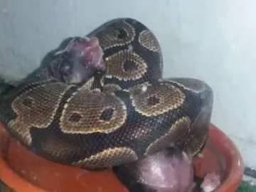 La fotografía del anuncio donde el reptil captura lo que parecía ser un cachorro de perro La fotografía del anuncio donde el reptil captura lo que parecía ser un cachorro de perro