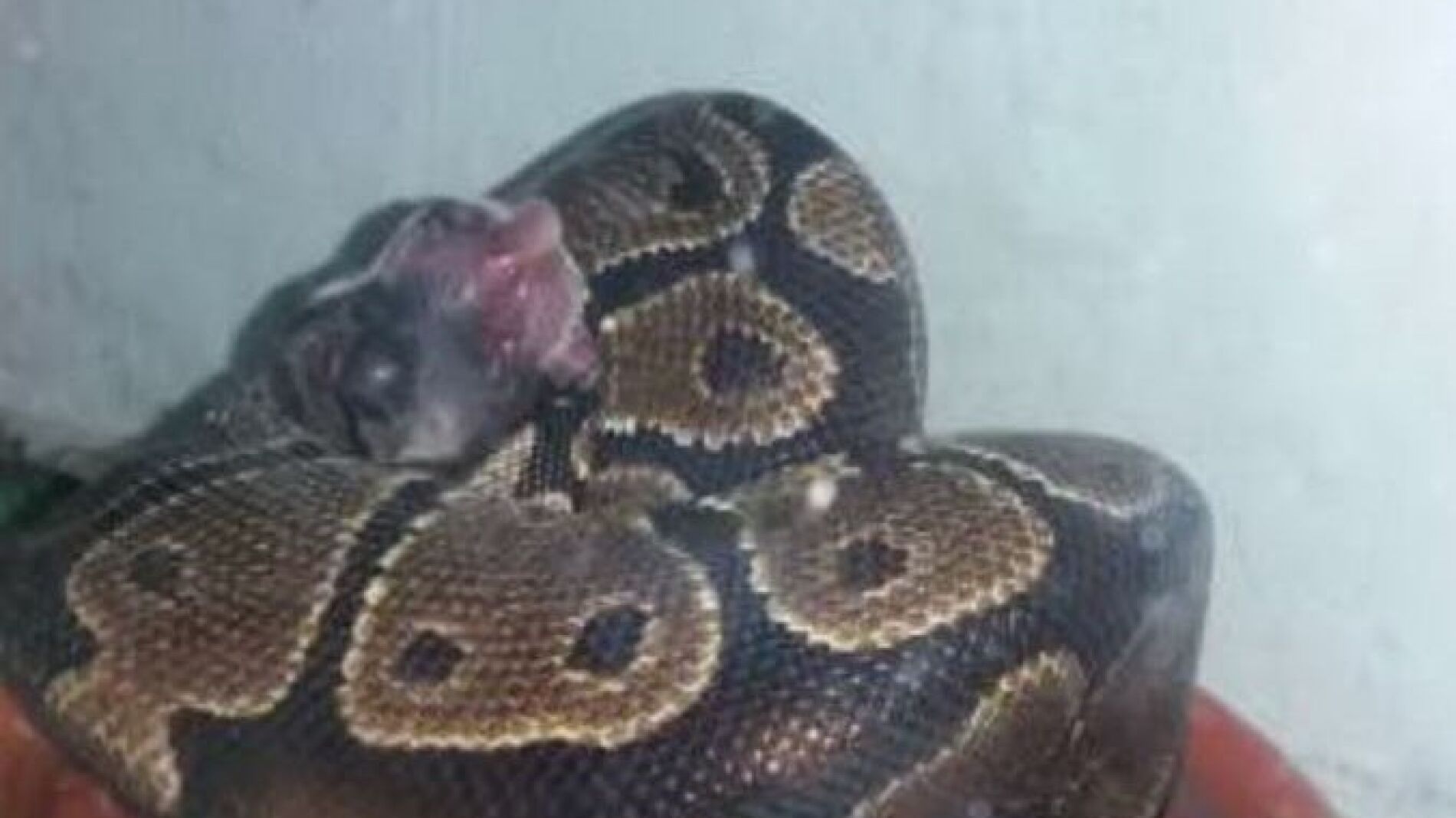  La fotograf&iacute;a del anuncio donde el reptil captura lo que parec&iacute;a ser un cachorro de perro