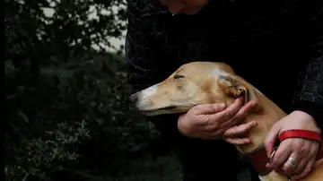 Uno de los galgos que vive en la clínica de Elizondo Uno de los galgos que vive en la clínica de Elizondo