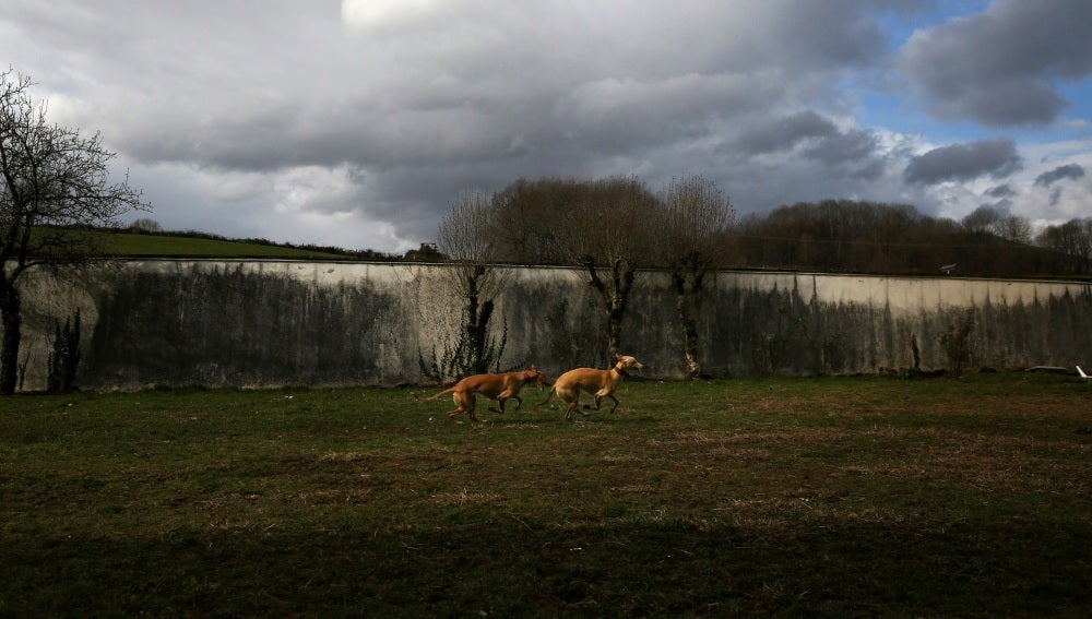 Los cachorros son un elemento fundamental para ayudar a los enfermos