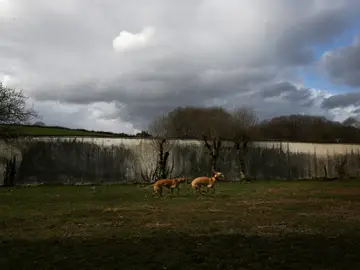Los cachorros son un elemento fundamental para ayudar a los enfermos Los cachorros son un elemento fundamental para ayudar a los enfermos