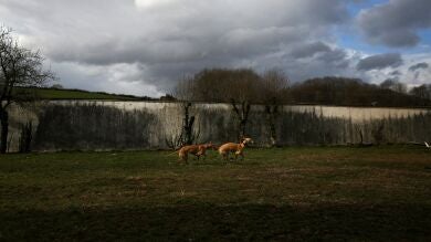 Un hospital psiquiátrico de Navarra, referente en la terapia con galgos