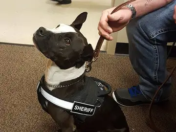 Uno de los perros rescatados que forman parte de las fuerzas policiales de Carolina del Norte, en Estados Unidos Uno de los perros rescatados que forman parte de las fuerzas policiales de Carolina del Norte, en Estados Unidos