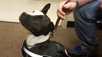 Rescatan a dos perros pitbull sin hogar para unirse a las fuerzas policiales de Carolina del Norte