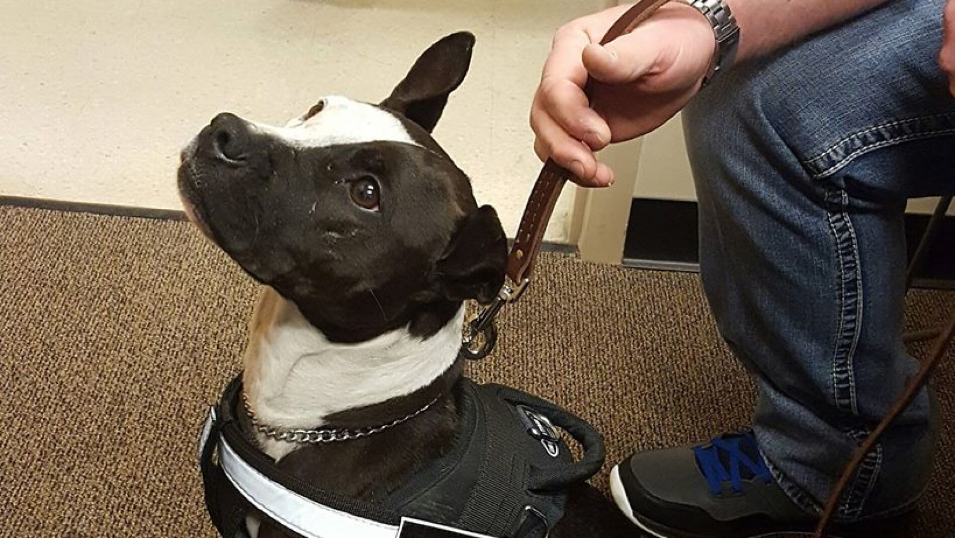 Uno de los perros rescatados que forman parte de las fuerzas policiales de Carolina del Norte, en Estados Unidos