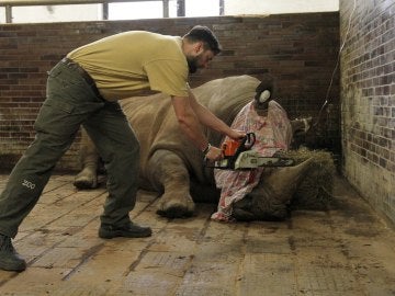 Un miembro del personal cortando el cuerno de un rinoceronte blanco