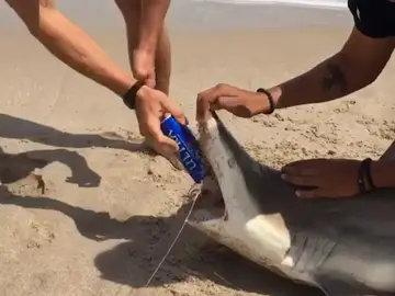 El joven abre la lata de cerveza con los dientes del tiburón El joven abre la lata de cerveza con los dientes del tiburón