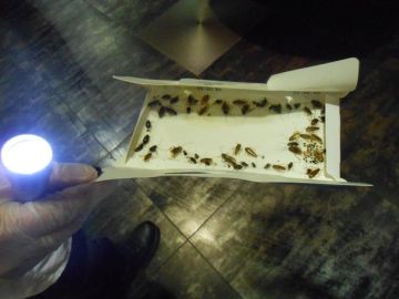 Cucarachas halladas en la cocina de un restaurante en Swansea (Reino Unido)