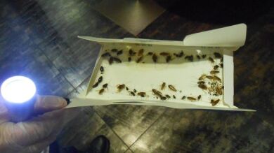 Hallan una paloma muerta y cucarachas en la cocina de un restaurante buffet 