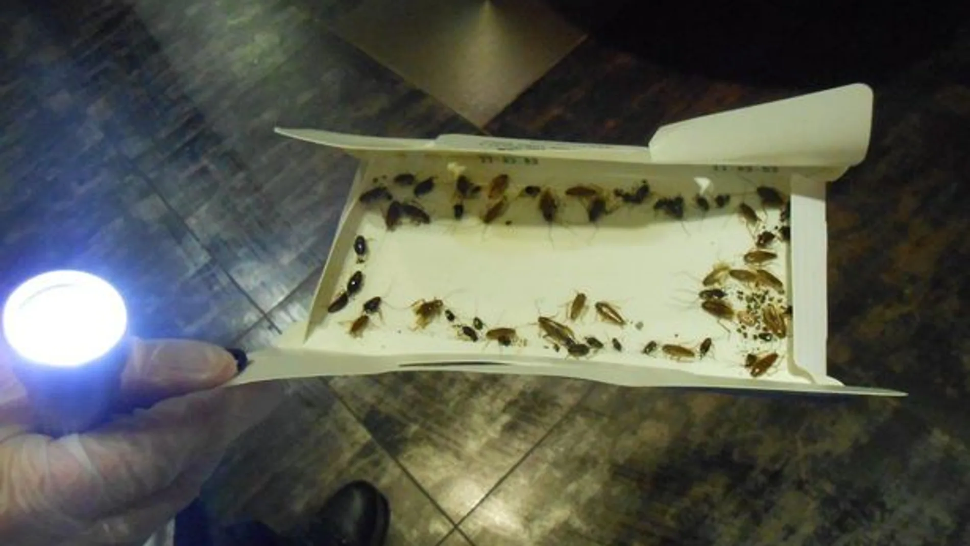 Cucarachas halladas en la cocina de un restaurante en Swansea (Reino Unido) Cucarachas halladas en la cocina de un restaurante en Swansea (Reino Unido)