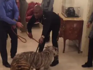 Mayweather, con sus dos tigres Mayweather, con sus dos tigres