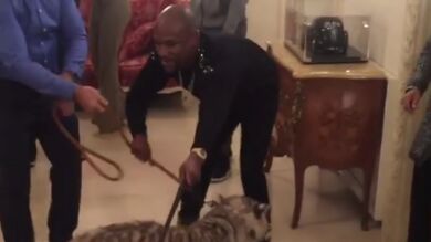 La última locura de Mayweather: ¡cuela a dos tigres en su hotel de Rusia!