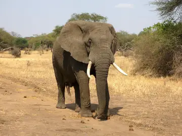 Ejemplar de elefante africano Ejemplar de elefante africano