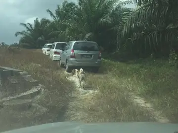 Un perro persigue al cortejo fúnebre de su dueña recién fallecida Un perro persigue al cortejo fúnebre de su dueña recién fallecida
