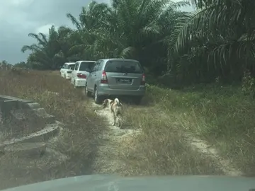 Un perro persigue al cortejo fúnebre de su dueña recién fallecida Un perro persigue al cortejo fúnebre de su dueña recién fallecida