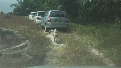 Un perro recorre tres kilómetros tras el coche fúnebre de su dueña para poder despedirse de ella