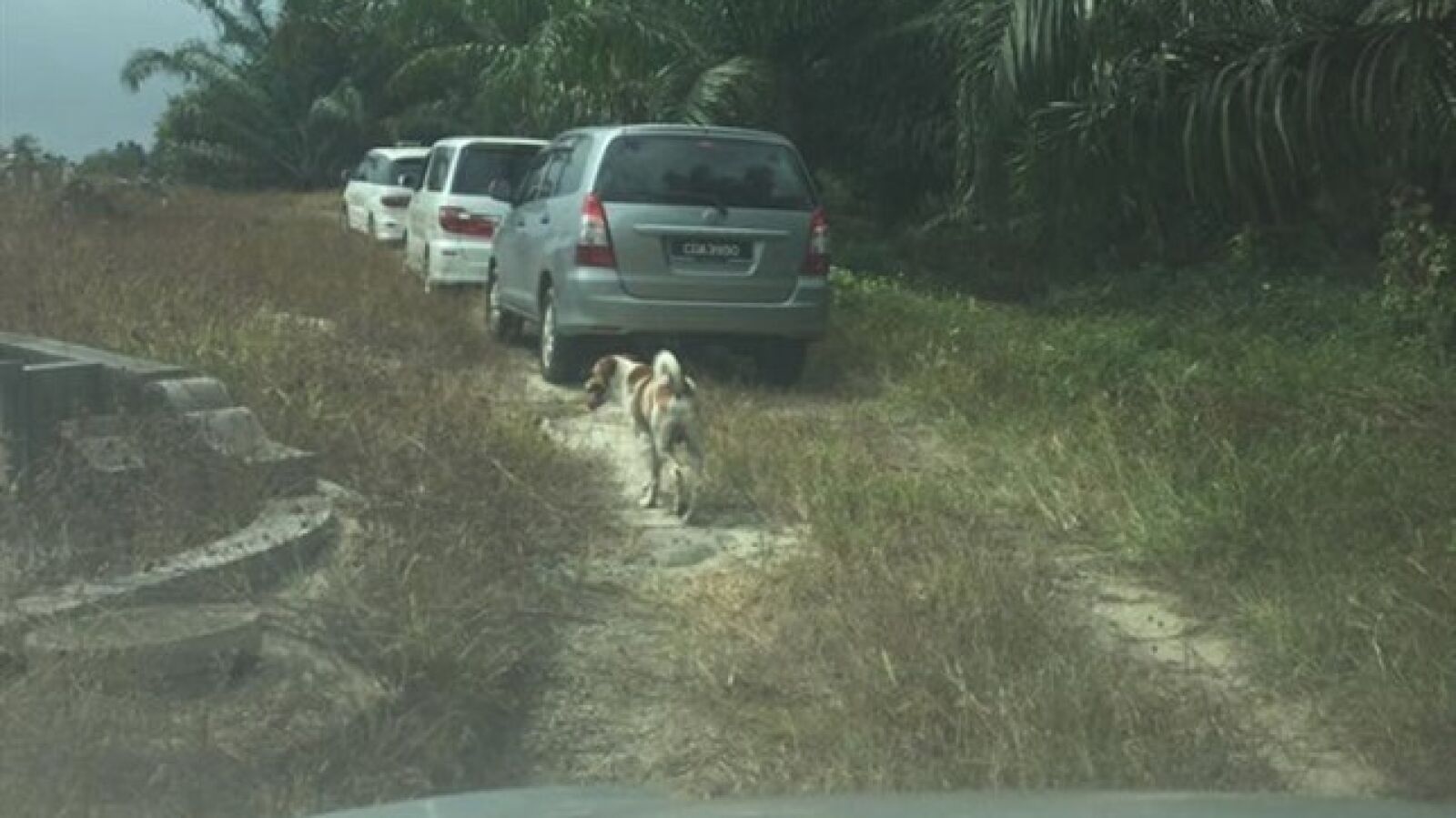 Un perro recorre tres kilómetros tras el coche fúnebre de su dueña para poder despedirse de ella