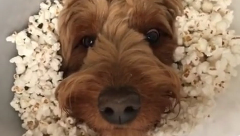 Las Palomitas Son Malas Para Los Perros