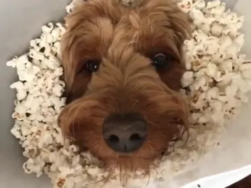 Murphy, con el collar isabelino lleno de palomitas Murphy, con el collar isabelino lleno de palomitas