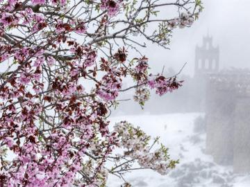 Un árbol en flor bajo una intensa nevada