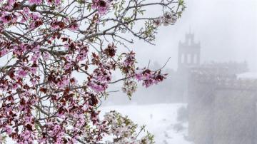 Un árbol en flor bajo una intensa nevada
