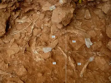 Atapuerca fue escenario del caso mas antiguo de caza comunal Atapuerca fue escenario del caso mas antiguo de caza comunal