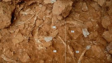Atapuerca fue escenario del caso mas antiguo de caza comunal