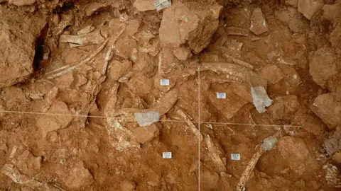 Atapuerca fue escenario del caso mas antiguo de caza comunal Atapuerca fue escenario del caso mas antiguo de caza comunal