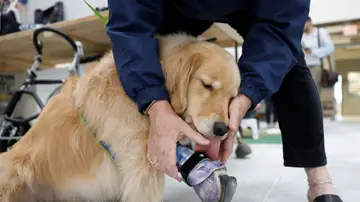 Un labrador con su prótesis en la pierna Un labrador con su prótesis en la pierna