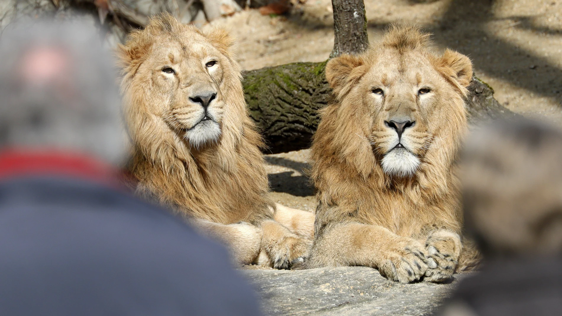 Leones al sol Leones al sol