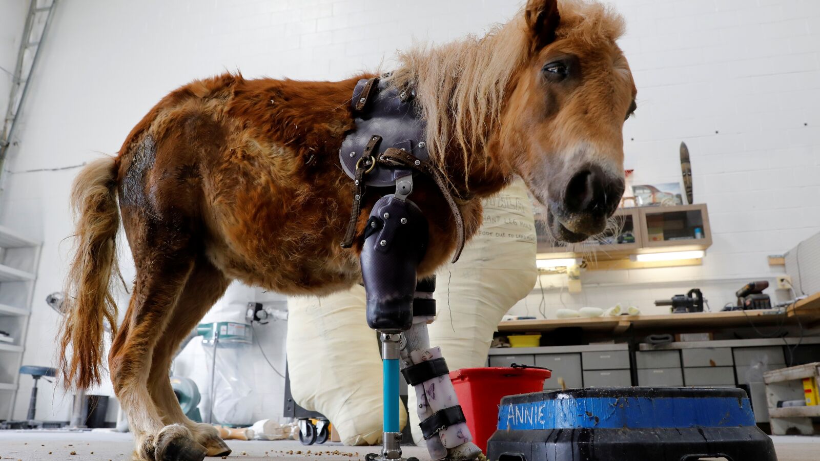 Derric Campana, conocido como 'Dr. Dolittle', un médico que crea prótesis para animales con miembros amputados