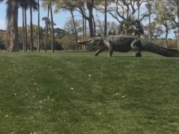 Frame 11.378666 de: Un gigantesco caimán cruza un campo de golf en Florida ante la sorpresa de los golfistas