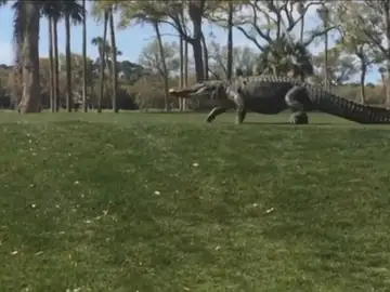 Frame 11.378666 de: Un gigantesco caimán cruza un campo de golf en Florida ante la sorpresa de los golfistas Frame 11.378666 de: Un gigantesco caimán cruza un campo de golf en Florida ante la sorpresa de los golfistas