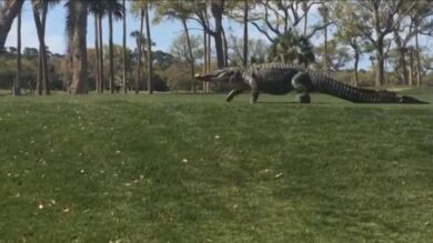Un gigantesco caimán cruza un campo de golf en Florida ante la sorpresa de los golfistas