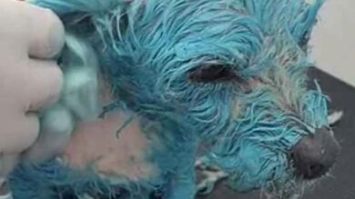 Bañan a una perrita en pintura azul, le hacen beber disolvente y la tiran a un depósito de agua