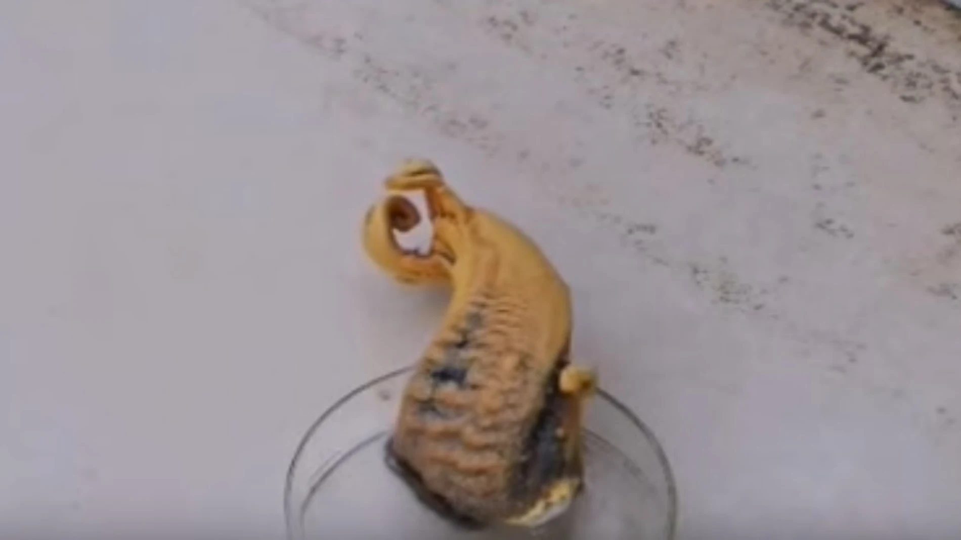 Experimento serpiente del faraón Experimento serpiente del faraón