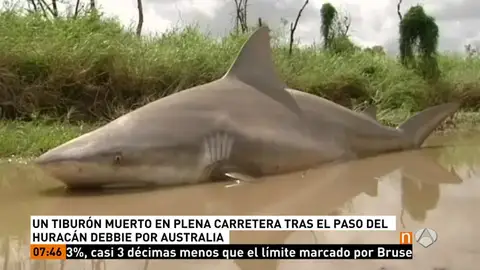 Frame 27.013809 de: TIBURON Frame 27.013809 de: TIBURON