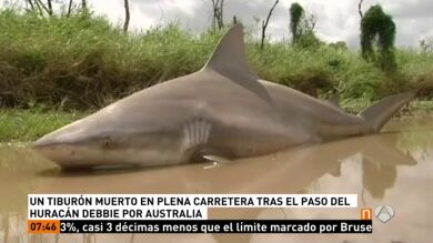 Encuentran un tiburón muerto en una carretera a consecuencia de las inundaciones provocadas por el ciclón Debbie en Australia