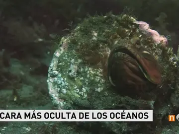 Frame 21.788766 de: oceanos Frame 21.788766 de: oceanos
