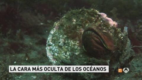 Frame 21.788766 de: oceanos