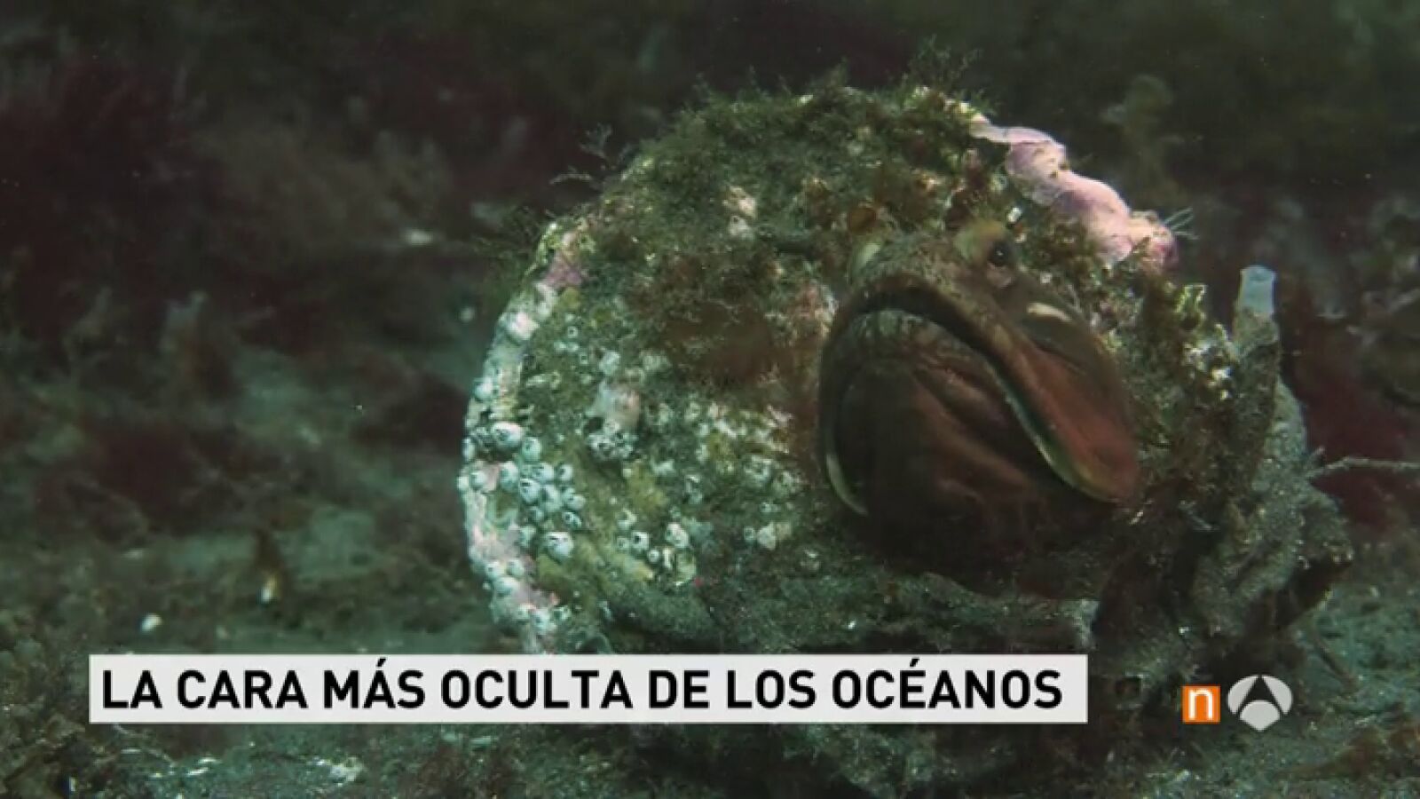 Una exposición en Madrid propone un viaje al fondo marino como nunca antes se había visto