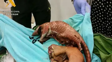 Pangolines encontrados dentro de una maleta Pangolines encontrados dentro de una maleta