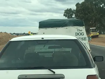 La foto de la oveja tuiteada por el ministro de la Policía australiana La foto de la oveja tuiteada por el ministro de la Policía australiana